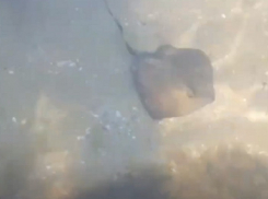 Скаты активизировались у берегов Анапы