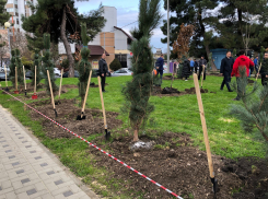 В День Конституции в Анапе прошла общегородская акция по высадке деревьев