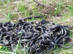 Анапчане – будьте внимательны: после зимней спячки на Кубани массово просыпаются змеи