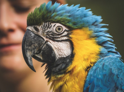 В Анапе началась борьба с фотографами, зарабатывающими на животных