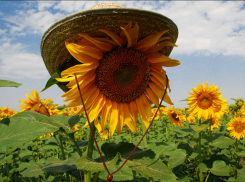 2 июля в Анапе будет так же комфортно, как и вчера