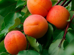 Что анапчанам обязательно нужно есть летом в жару