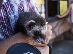 Во Всемирный день защиты животных в Анапе пасмурно