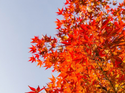 На одной из аллей Анапы высадят новые клены