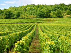 Еще одна «виноградно-застроечная тяжба» в Анапе – за 284 га сельхозугодий