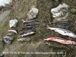 Жителя Темрюкского района наказали за вылов особо ценной рыбы