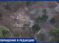Сломаны краснокнижные деревья: анапчанка о беспределе в заповеднике «Утриш» 