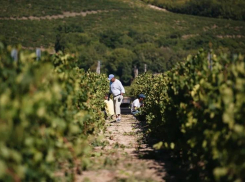 В Анапе приступили к уборке винограда – урожай ожидается не ниже прошлогоднего