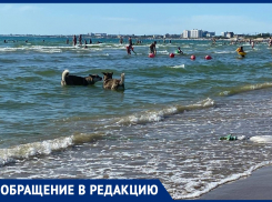 «Пока не откусили еще что-то - усильте контроль»: анапчанка о беспризорных собаках на курорте