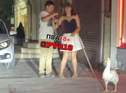 Московский тренд дошел до курорта: гуси в памперсах теперь в Анапе