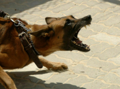 Расследование нападений собак на анапчан могут передать полиции