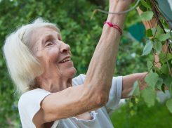  За сколько пенсионерам Анапы помогут закупить продукты и прополоть огород? 