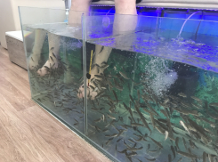 Всё ещё хотите посидеть в аквариуме с рыбками, которые обглодали ноги половины Анапы?