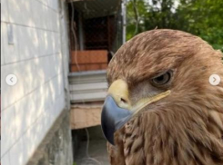В Анапе у пляжных фотографов изъяли краснокнижных птиц