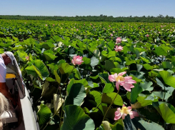 Долина лотосов под Анапой: целое море цветов – символов чистоты