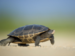 В Анапе день поддержки черепах будет тёплым и пасмурным