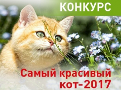  Внимание! Стартовало голосование в конкурсе «Самый красивый кот-2017» 