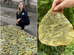 В Крыму научились делать «чипсы» из медуз — в Анапе их «едят» сырыми