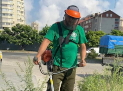  Более 600 га территории в Анапе очистили от амброзии