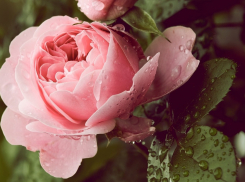 Сегодня в Анапе синоптики прогнозируют небольшой дождь