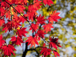 В пятницу, 19 октября, в Анапе облачно и тепло