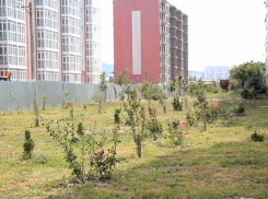 В Анапе парковки вместо газона не будет: зелёную территорию отстояли