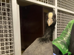 Из-за разлива мазута в реабилитационные центры поступило более 3 тысяч птиц