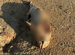 Море смерти в Анапе: на пляже нашли мёртвых дельфинов и птиц в мазуте