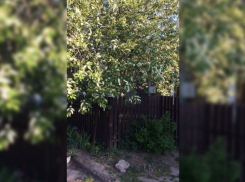  Черёмуховые холода не очень страшны и продержатся недолго