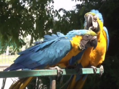 Фотографа в Анапе оштрафуют за приставание к отдыхающим