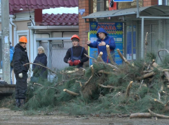 В Анапе на Крымской спиливают аварийные деревья