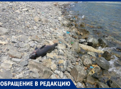 Мёртвые дельфины лежат на спуске у Высокого берега в Анапе