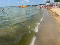 Цветущее море в Анапе: всегда ли в городе-курорте была «злополучная» камка