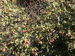 Красота осени: в анапских лесах цветет шиповник