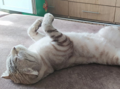 Венера - новый участник конкурса "Самый красивый кот Анапы"