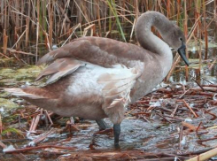 Птенец лебедя запутался в сетях на реке в Анапе: помогите спасти!