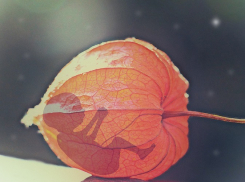 Убийство в Анапе сегодня стоит всего 5 000 рублей?