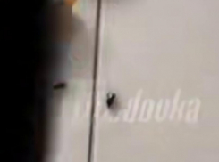 Тараканы Шрёдингера: девочке из Анапы в сладком подарке попались насекомые или нет