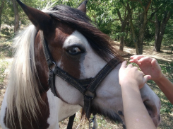 В Анапе живёт цветная лошадь с голубым и карим глазами: люди приходят погладить на удачу
