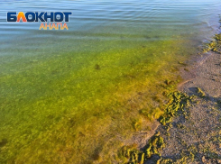 «Суп из водорослей» – почему на пляжах Анапы так много камки и когда ее станет меньше