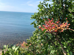 Уникальная долгожительница: туполистная фисташка растёт на прибрежных склонах Анапы