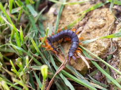 Ядовитая многоножка: в Анапе можно наткнуться на сколопендру
