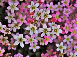 Сегодня, 28 апреля, в Анапе до +15