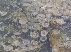 В море у Анапы опять множество медуз – эксперты объясняют их обилие