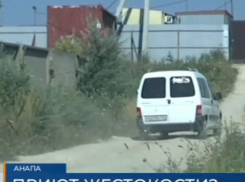 Трупы животных найдены в 15 метрах от приюта «Добрый мир» под Анапой