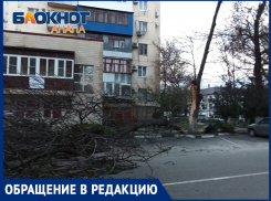 Как бы не было беды: анапчанка просит убрать аварийное дерево на улице Красноармейской