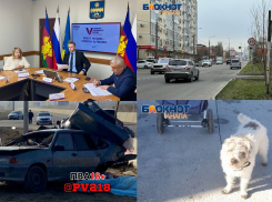 Смертельное ДТП и расстрел собак – чем анапчанам запомнилась неделя