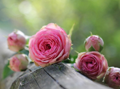 В Анапе на месте старых сараев появились прекрасные розы