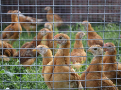 Имущество «Витязевской птицефабрики» продают за 87 млн рублей