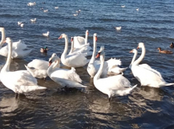 День белоснежных птиц не порадует анапчан солнцем